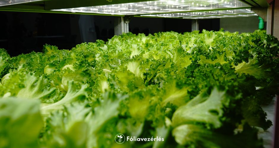 Balogh Dániel ügyfél interjú