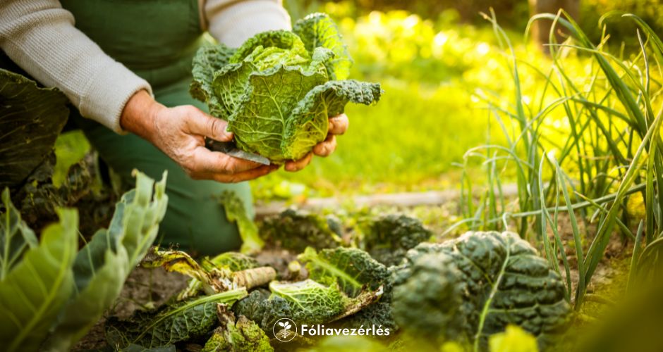 Hlbocsányi Csaba ügyfél interjú